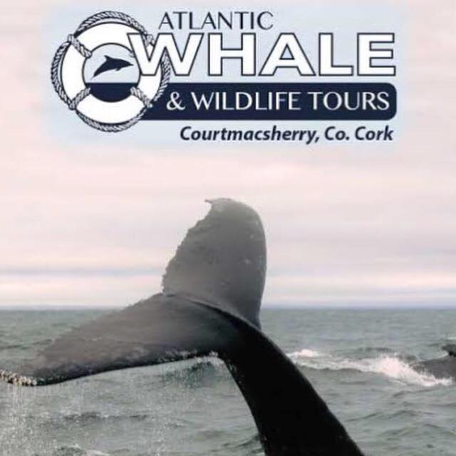 atlanticwhalewildlife